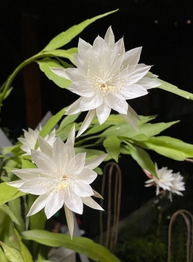 简盆昙花类合集  小叶卷叶鱼骨昆布昙花盆栽室内阳台昙花懒人好养