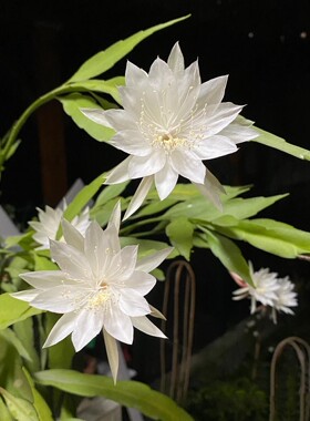 简盆昙花类合集  小叶卷叶鱼骨昆布昙花盆栽室内阳台昙花懒人好养