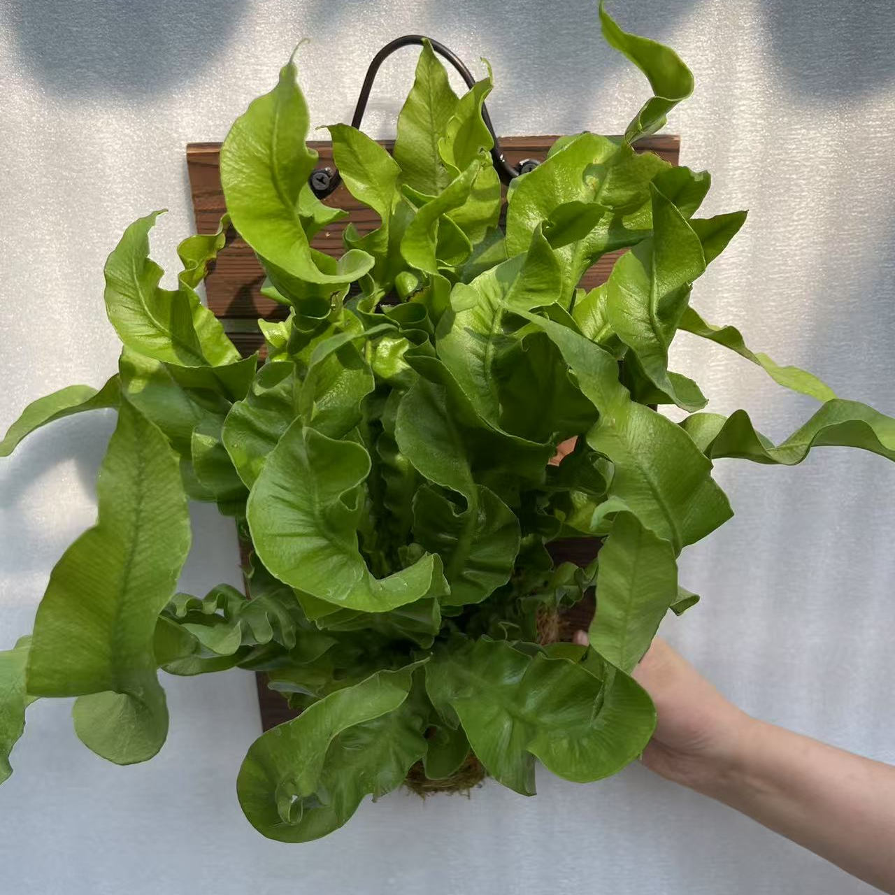 火焰鸟巢蕨板植作画绿植
