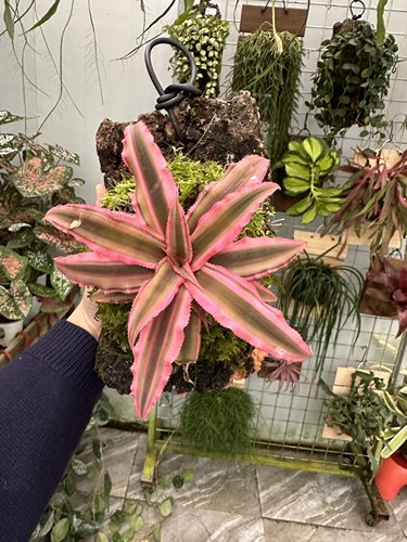 凤梨类板植合集 积水凤梨板植懒人好养热带雨林热植