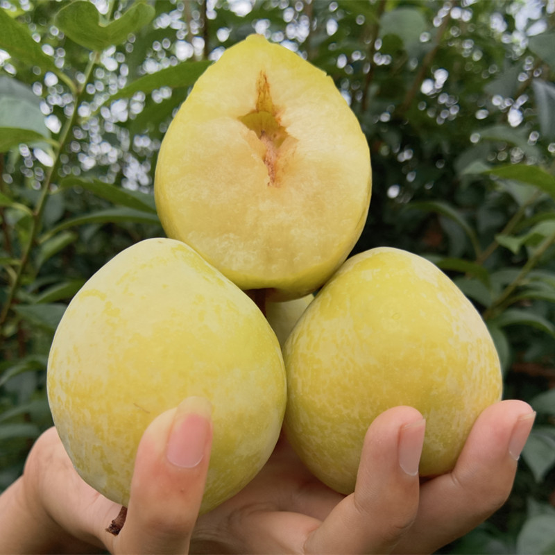 湖南省郴州汝城文明新鲜黄金奈李子现摘现发应季孕妇水果脱骨李