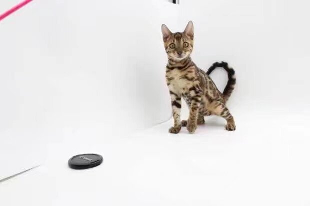 孟加拉豹猫活体纯种家养宠物亚豹金豹猫豹猫雪豹猫幼仔崽豹纹猫咪