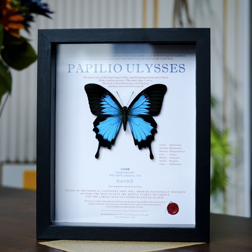 【10款】凤蝶蝴蝶标本相框蝴蝶艺术框生日礼物送朋友节日礼物