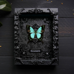 五斑翠凤蝶生日礼品七夕情人节礼物表白蝴蝶标本送女朋友老婆纪念