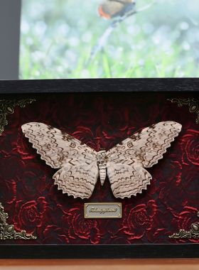 白女巫夜蛾大幅创意蝴蝶标本昆虫标本法式玄关装饰画