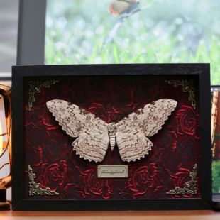 白女巫夜蛾大幅创意蝴蝶标本昆虫标本法式玄关装饰画