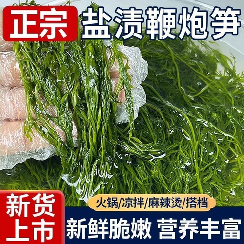 新鲜马尾藻盐渍鞭炮龙须菜整箱碱性海藻长寿菜火锅商用食材批发