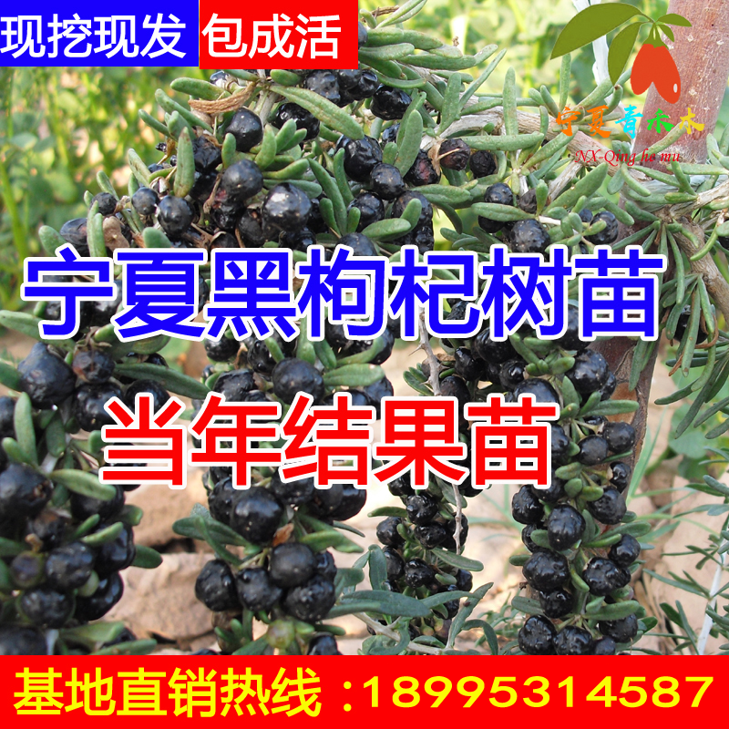 黑枸杞苗树苗宁夏黑枸杞苗盆栽枸杞树当年结果黑枸杞树桩南北方种