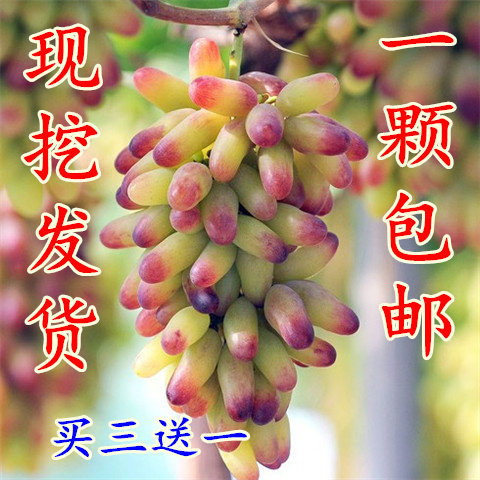 葡萄树多年生阳光玫瑰早熟玫瑰香