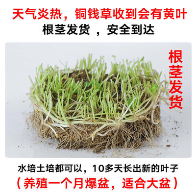 铜钱草室内桌摆净化空气