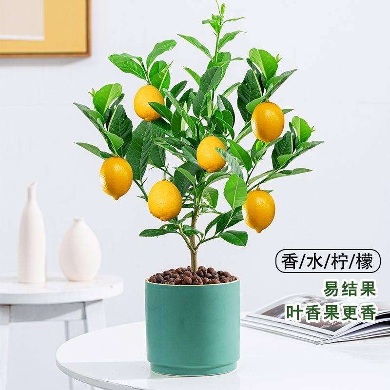 柠檬树苗香水柠檬树食用青柠檬树苗四季盆栽带果柠檬苗高杆柠檬树
