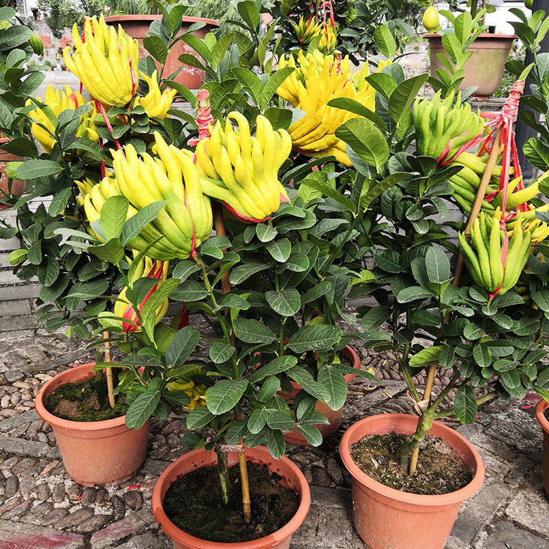 金华佛手花苗盆栽带花苞花卉金佛手盆栽盆景室内阳台百搭绿植室外