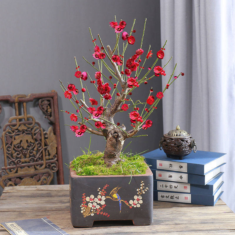 梅花盆栽树苗盆景红梅腊梅乌梅带花苞室内外阳台庭院耐寒花卉植物