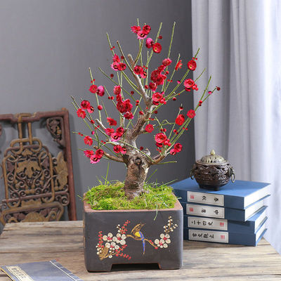 梅花腊梅骨里红梅室内外冬季素心