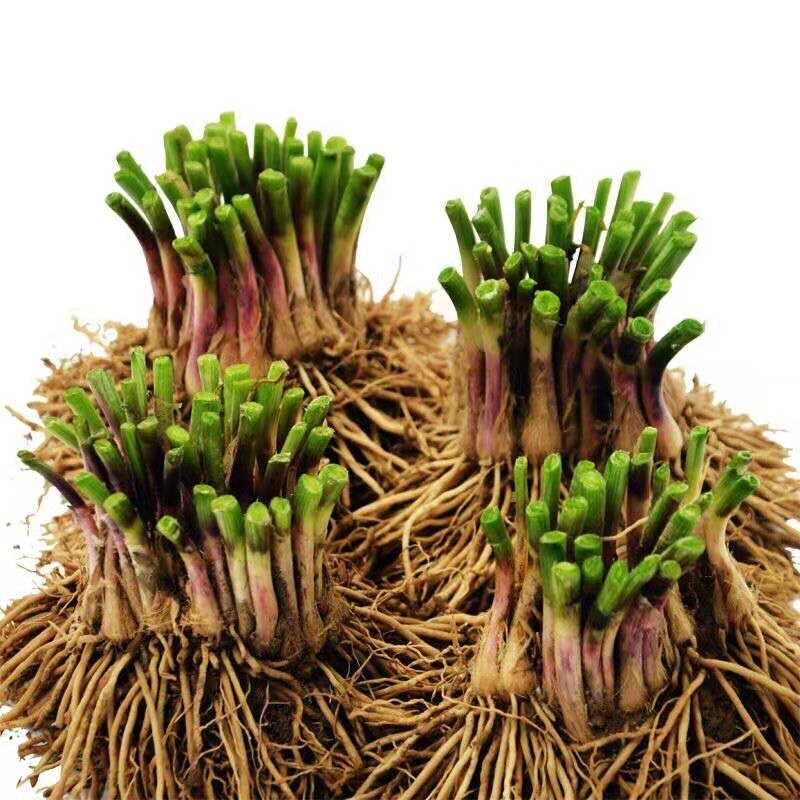 现挖四季韭菜根苗紫根红根大叶宽叶农家韭菜根老品种种子韭菜种籽