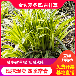 金边阔叶麦冬草四季常青耐寒耐阴花镜苔草庭院别墅造景地被植物