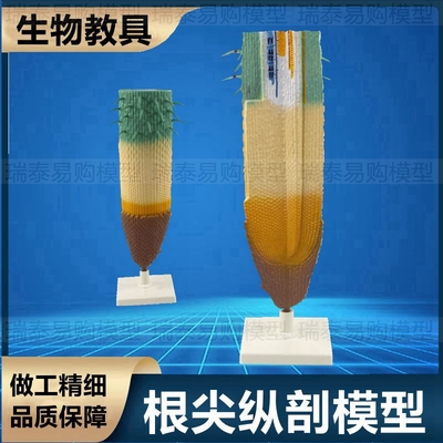 根尖模型植物树根结构生物课教学林业展O示初中高中教育装备