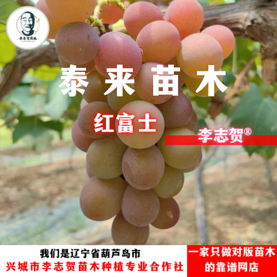 红富士葡萄苗 贝达砧木 泰来苗木 李志贺精选苗木