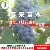 香悦葡萄苗嫁接苗 李志贺精选苗木 贝达砧木