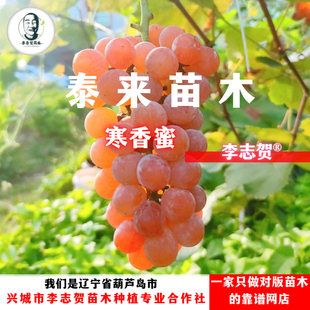 泰来苗木 寒香蜜葡萄树苗 夏黑砧木 李志贺苗木