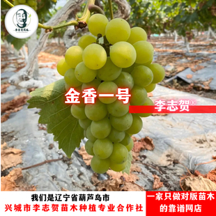 金香一号葡萄苗 贝达砧木 泰来苗木