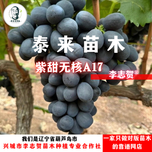 紫甜无核A17葡萄扦插苗 泰来苗木