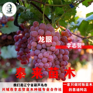 龙眼葡萄苗扦插苗 泰来苗木