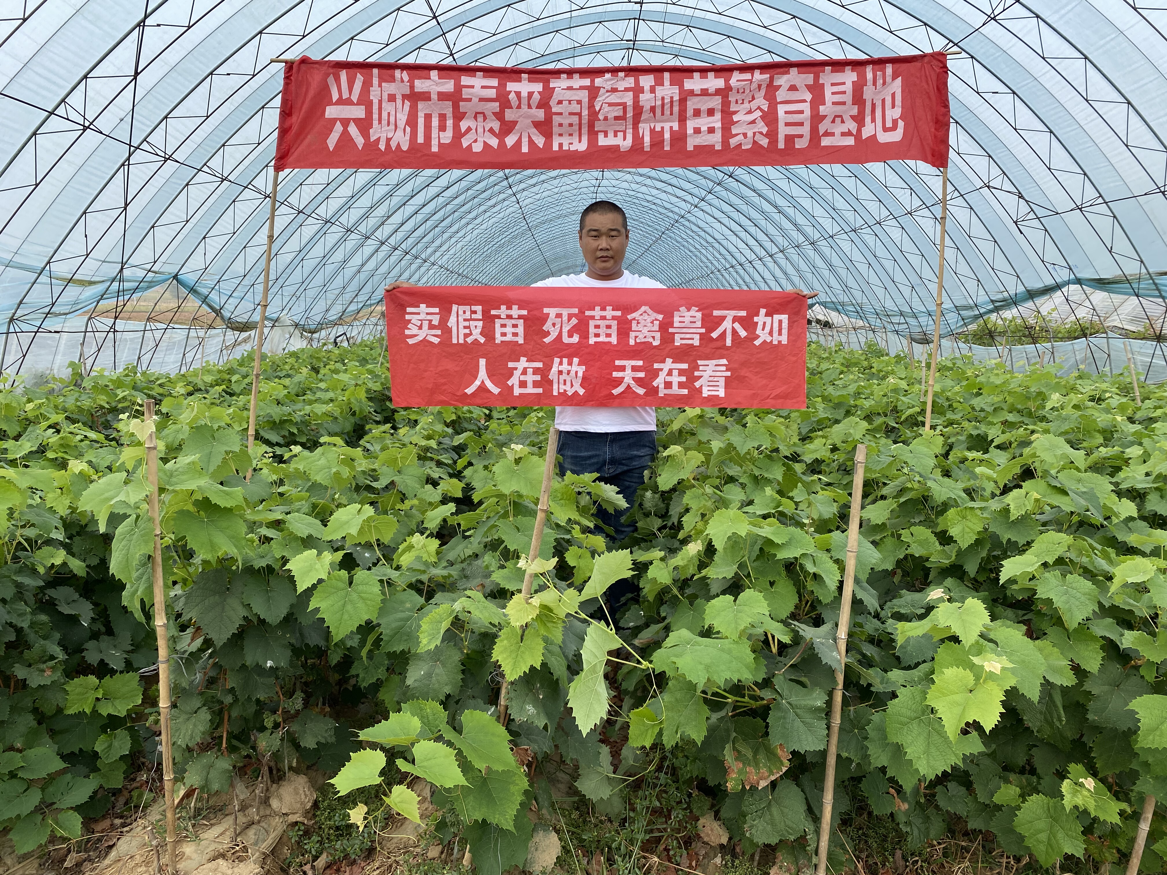 商品规格多个品种葡萄苗一年容器苗带土带叶发货   泰来苗木