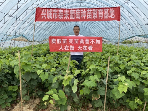 商品规格多个品种葡萄苗一年容器苗带土带叶发货   泰来苗木
