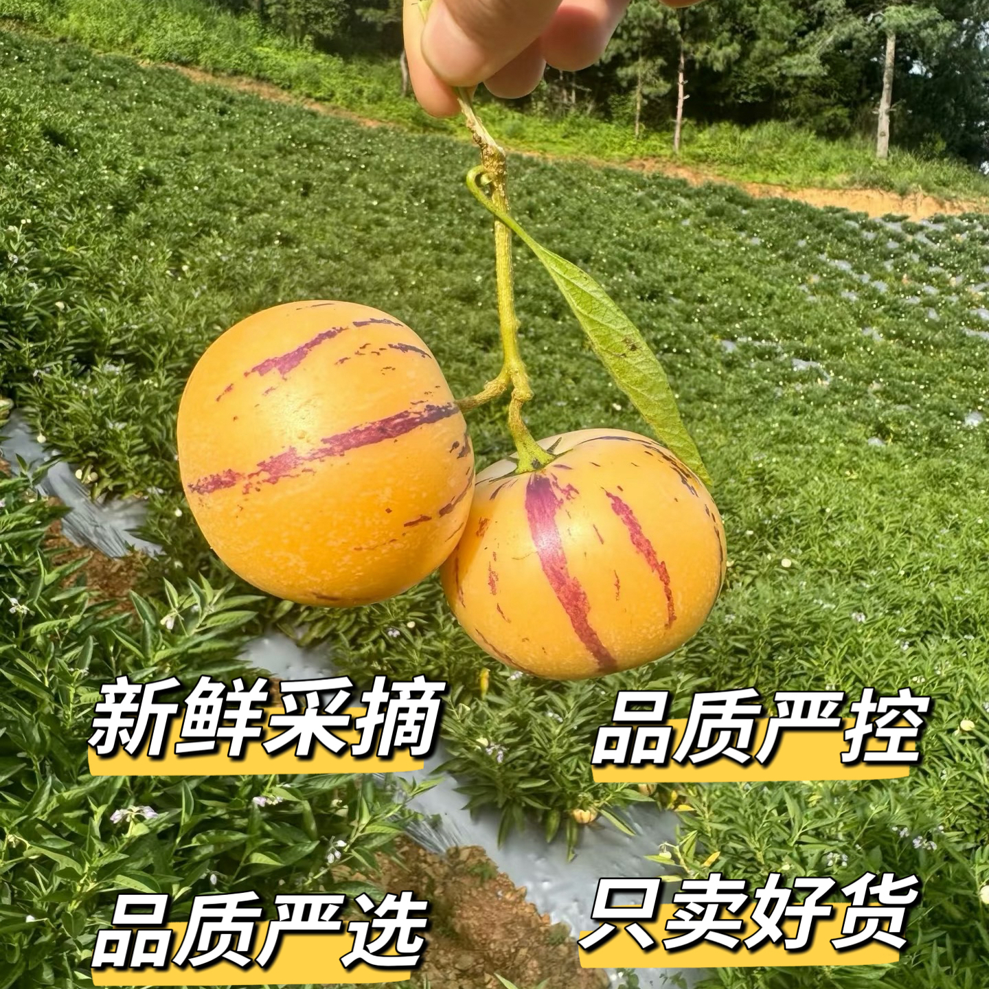 【当季鲜果】清甜人参果，高山露天种植专用彩箱装