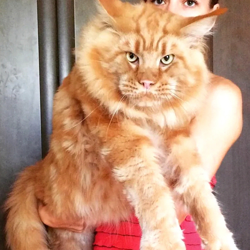 纯种缅因猫巨型幼猫俄罗斯土豪红白银虎斑长毛高赛级血统宠物活体