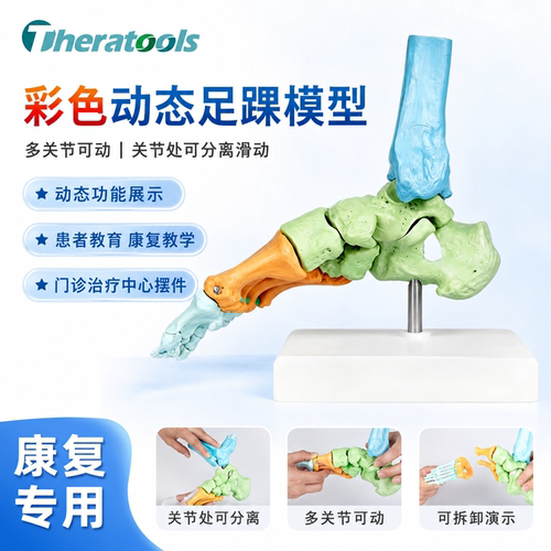 彩色足踝脚关节模型动态康复教学