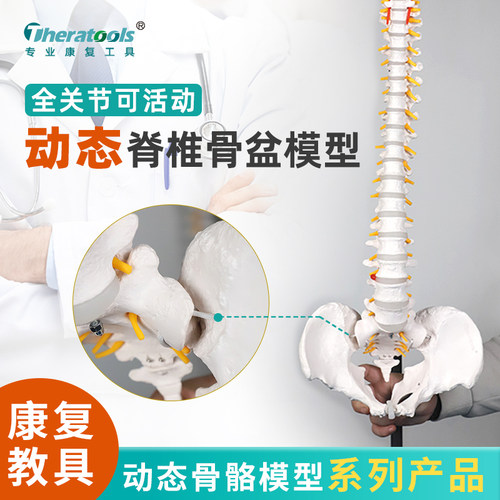 动态人体脊柱骨盆骨骼模型可动