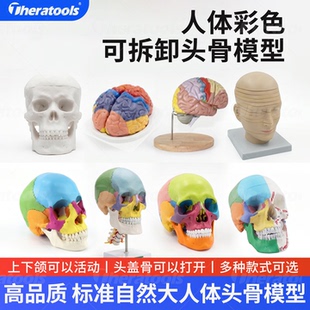 人体头骨大脑模型可拆卸22部件彩色颅骨带颈椎成人1:1医用骷髅头