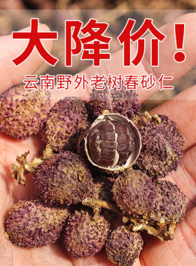 云南高原春砂仁干果500克头茬新货无熏硫香味浓郁仿野春砂可磨粉