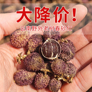云南高原春砂仁干果500克头茬新货无熏硫香味浓郁仿野春砂可磨粉