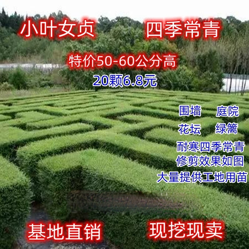 树苗篱笆四季长青小叶女贞夏季