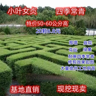 小叶女贞树苗庭院围墙绿篱植物四季常青金叶女贞青叶女贞耐寒耐旱