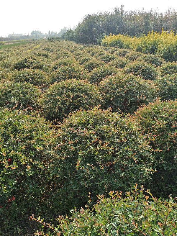 火棘球火棘树苗火棘球庭院别墅厂区绿化绿篱篱笆带刺植物苗木