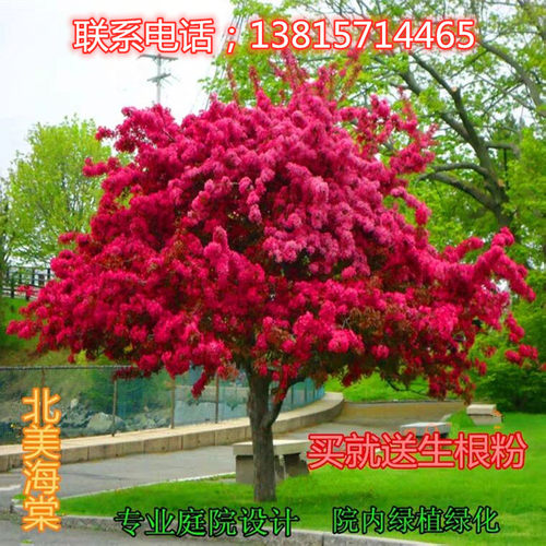 海棠树苗南方北方种植盆栽地载西府海棠开花庭院绿化风景花木树苗