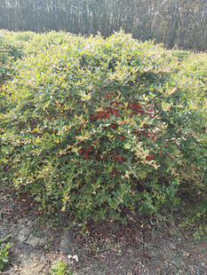 庭院花卉围墙篱笆绿篱小苗火棘树苗带刺防盗植物红刺梅黄刺玫树苗