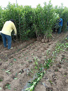 法国冬青苗冬青树北海道黄杨苗日本珊瑚树庭院篱笆墙四季常青树苗