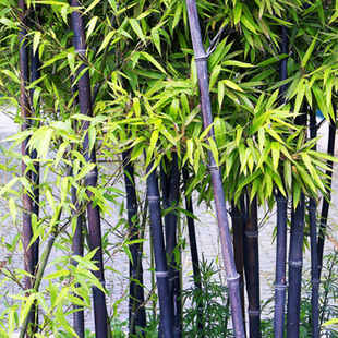 庭院室内盆栽植物 紫竹金镶玉竹早园竹翠竹青竹毛竹箬竹慈孝竹8种