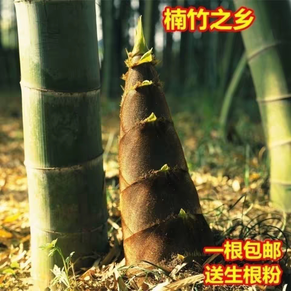 大型楠竹湖南竹根根苗毛竹种苗庭院种植竹子常青竹笋根苗食用四季图片