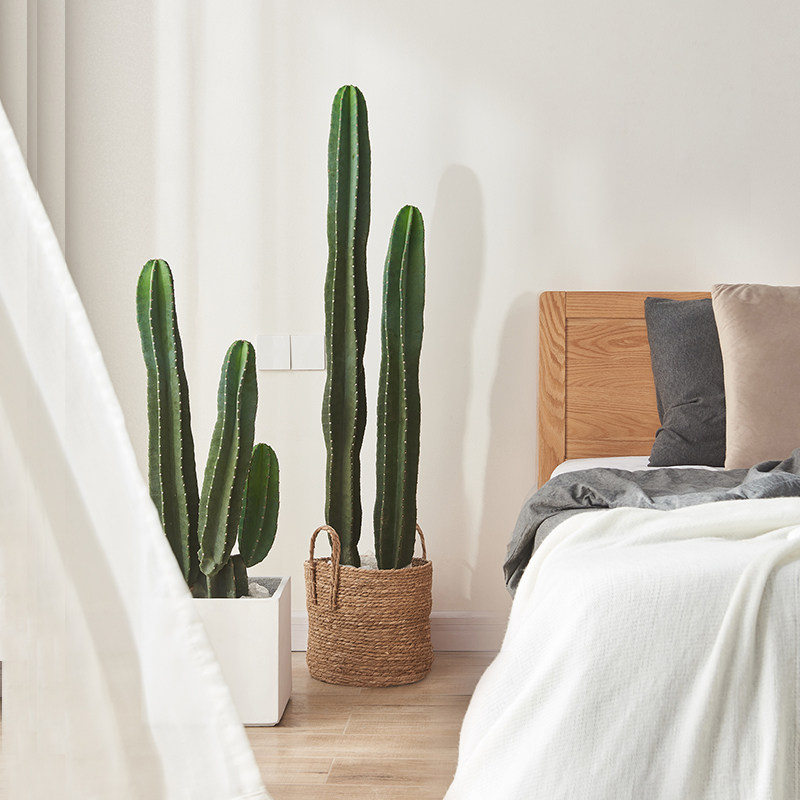 量天尺仙人柱盆栽仙人掌北欧大型客厅办公室绿植净化空气多肉植物