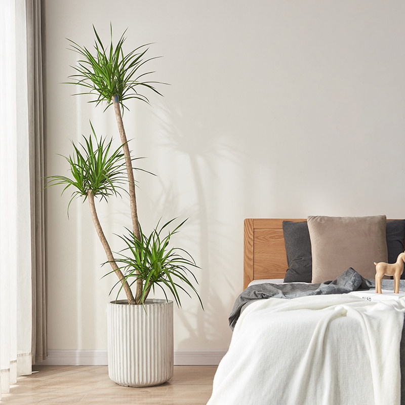 七彩龙血树绿植室内盆栽大型龙须树客厅办公室千年木龙铁树真植物