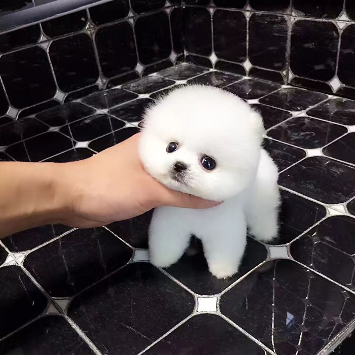 茶杯犬纯种博美俊介幼犬小型可爱迷你长不大真狗狗活幼体宠物活物 D S 淘优券