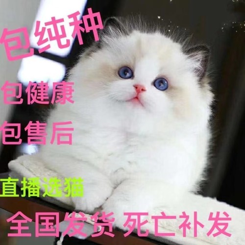 布偶猫幼猫活体海蓝山双赛级纯种血统重点色长毛仙女猫咪活物幼崽