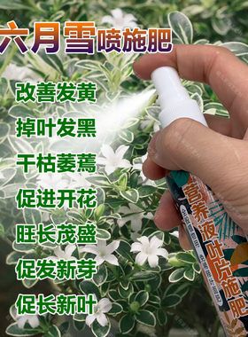 六月雪专用肥料盆景盆栽营养液叶子发黄掉叶发黑干枯萎蔫叶面肥料