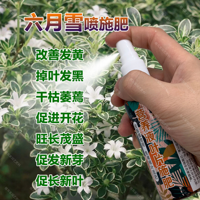 六月雪专用肥料盆景盆栽营养液叶子发黄掉叶发黑干枯萎蔫叶面肥料